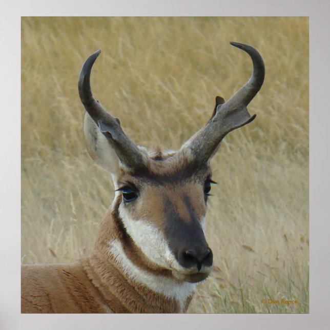 Affiche Tête de grand buck d'antilope pronghorn A5 (Devant)