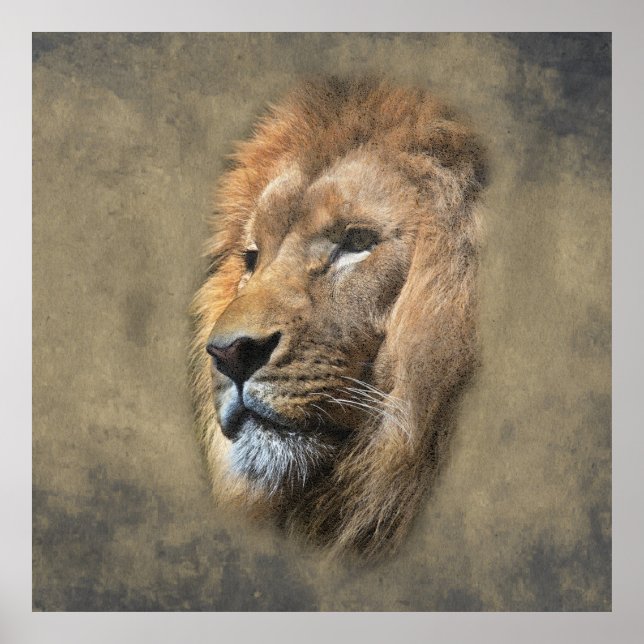 Affiche Tête de lion (Devant)