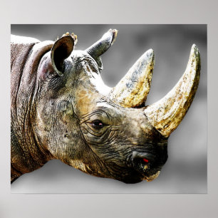 Affiche Tête de rhinocéros, peinture grise d'arrière -