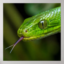 Tête de serpent vert