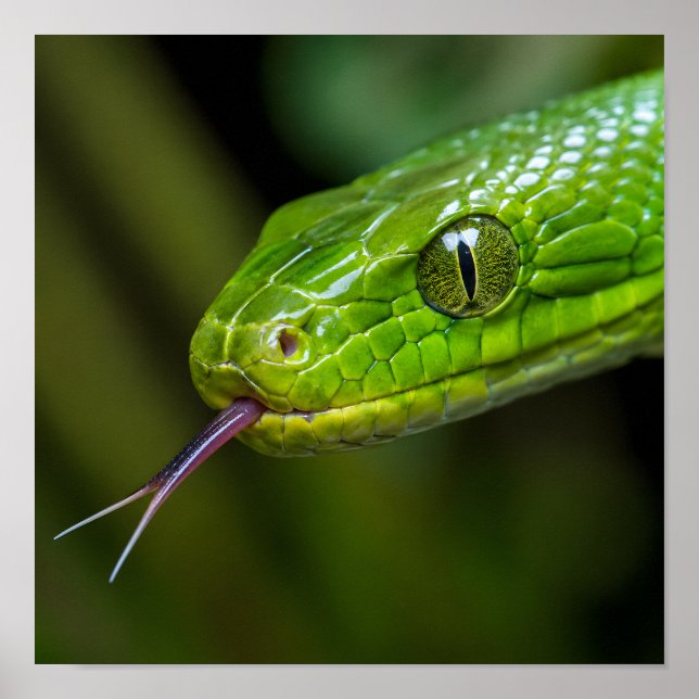 Affiche Tête de serpent vert (Devant)
