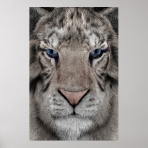 Affiche Tête de Tigre Blanc Esthétique Faunique