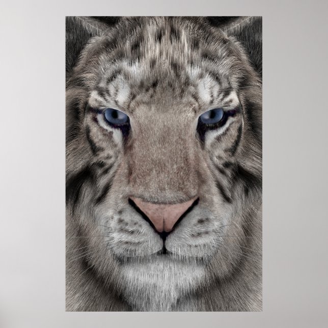 Affiche Tête de Tigre Blanc Esthétique Faunique (Devant)