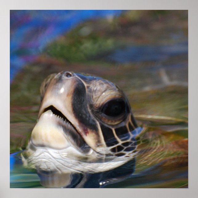 Affiche Tête de tortue (Devant)