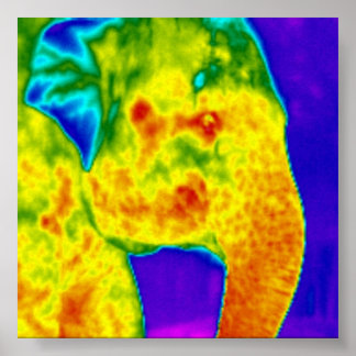 Affiche Tête des éléphants