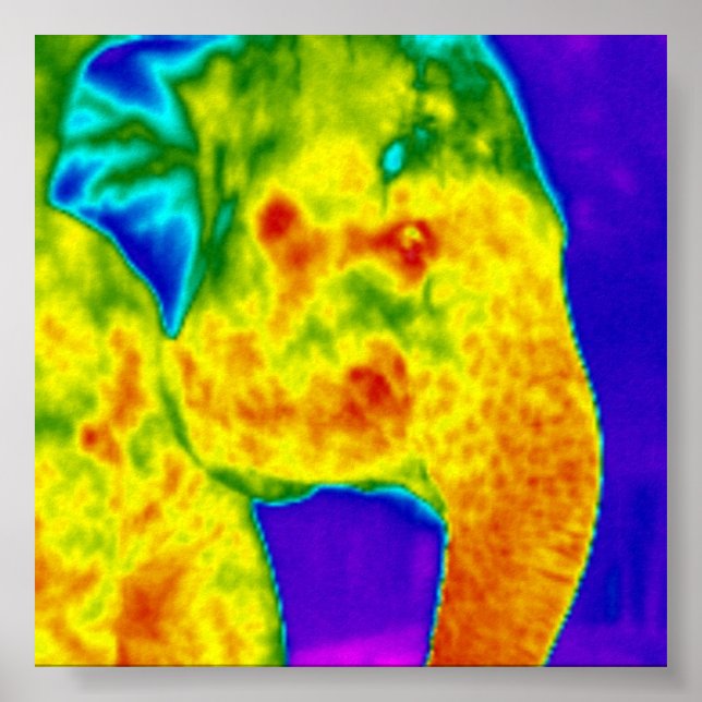 Affiche Tête des éléphants (Devant)