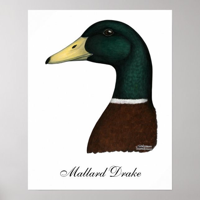 Affiche Tête Mallard Drake (Devant)