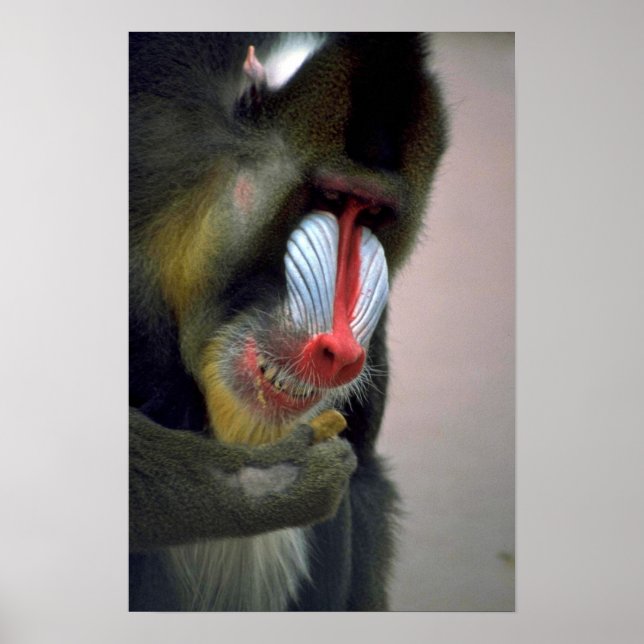 Affiche Tête Mandrill (Devant)