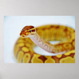 Affiche Tête Python à bille jaune