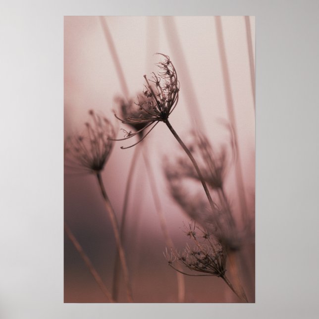 Affiche Têtes de graines de fleurs sauvages en lumière dou (Devant)