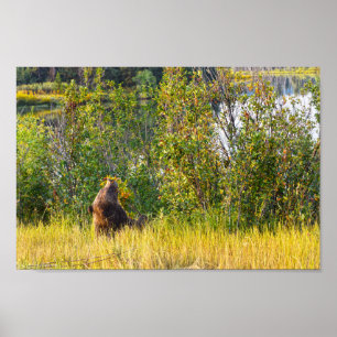 Affiche Teton Bear Mange Berries, Wyoming