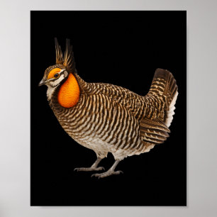 Affiche Tétras d'Attwater Faune Oiseaux Nature