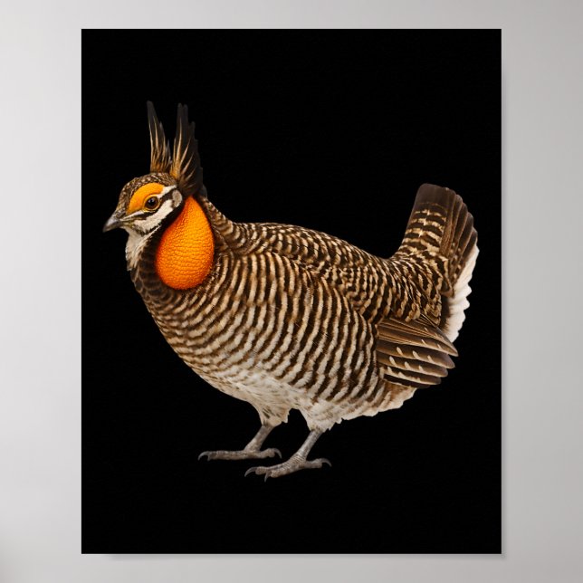 Affiche Tétras d'Attwater Faune Oiseaux Nature  (Devant)