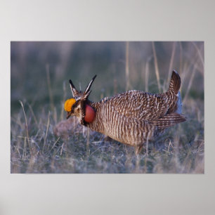Affiche Tétras des prairies, Tympanuchus