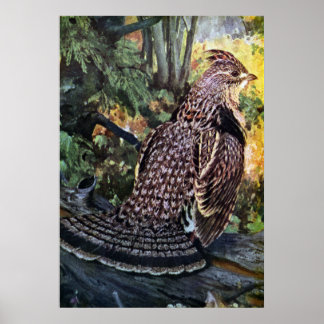 Affiche Tétras rouffés dans la forêt
