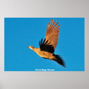 Affiche Tétras sagebrush