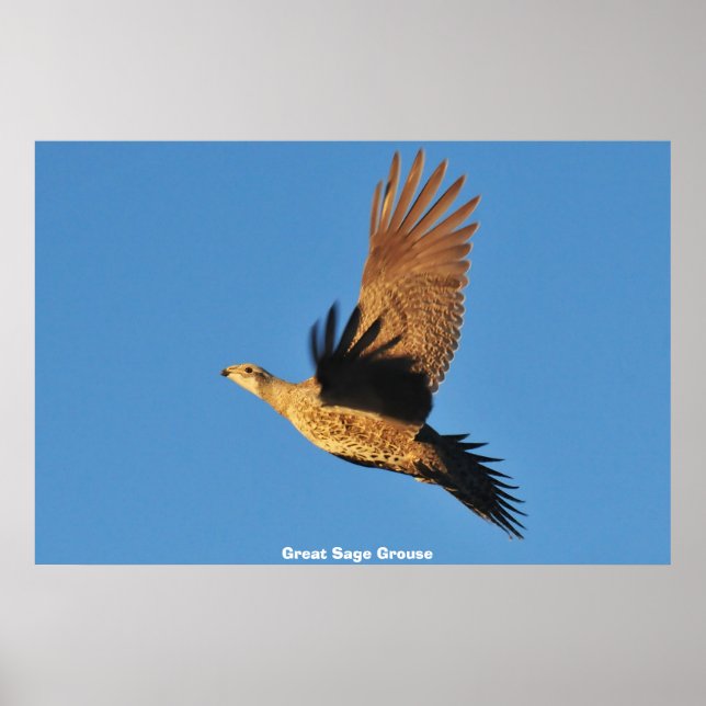 Affiche Tétras sagebrush (Devant)