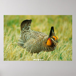 Affiche Tétras sauvage