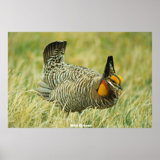 Affiche Tétras sauvage (Devant)