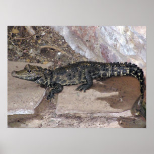 Affiche Tetraspis nains d'Afrique occidentale de Croc -