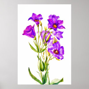 Affiche Texas Bluebells Eustoma Russellianum
