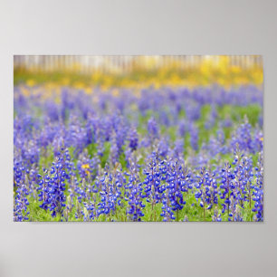 Affiche Texas Bluebonnets, comté de Nacogdoches