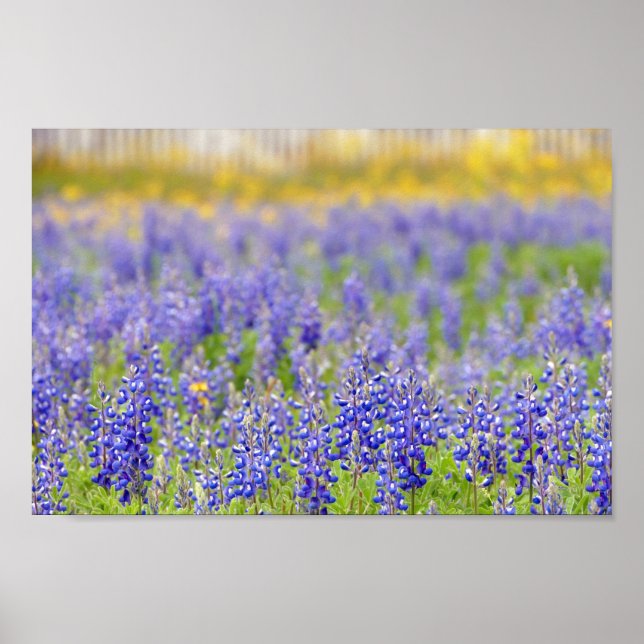 Affiche Texas Bluebonnets, comté de Nacogdoches (Devant)