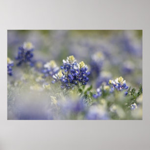 Affiche Texas Bluebonnets série photo #5