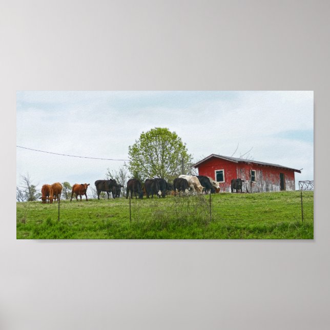 Affiche Texas Cattle et Old Red Grange (Devant)