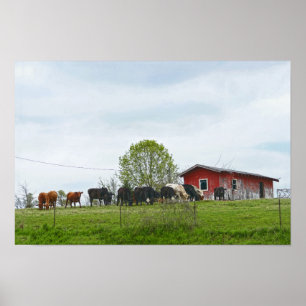 Affiche Texas Cattle et vieille grange rouge