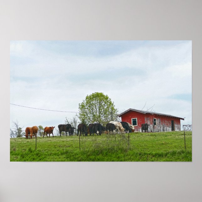 Affiche Texas Cattle et vieille grange rouge (Devant)