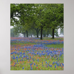 Affiche Texas Hill Country, Texas Paintbrush et