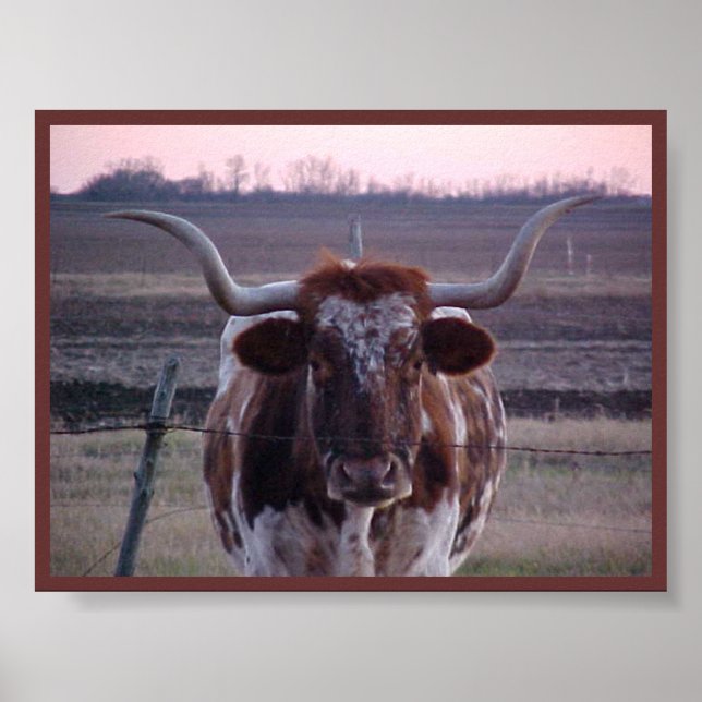 Affiche Texas Longhorn (Devant)