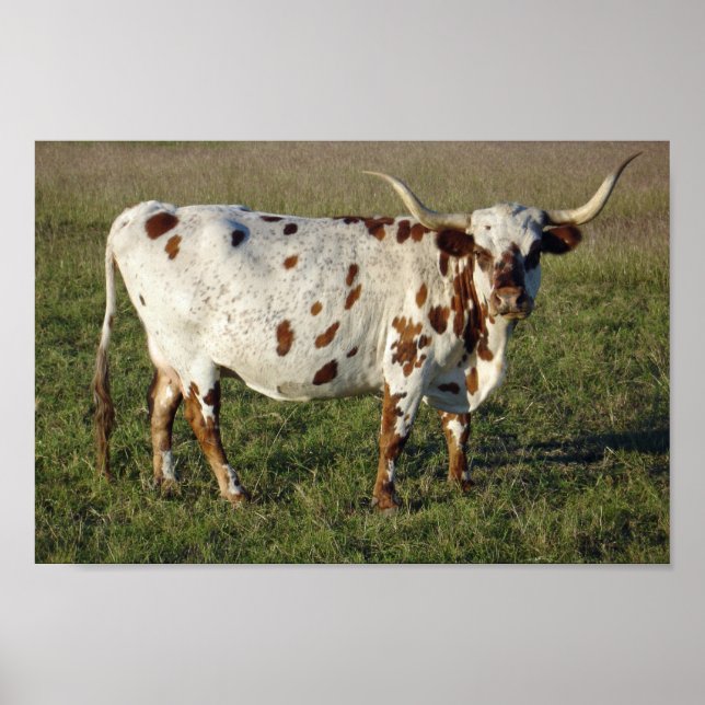 Affiche Texas Longhorn (Devant)