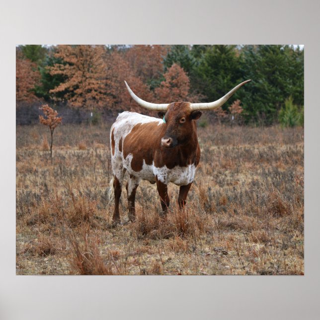 Affiche Texas Longhorn Cow in Fall Meadow Farm Style Art (Devant)