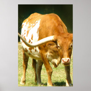 Affiche Texas Longhorn de près