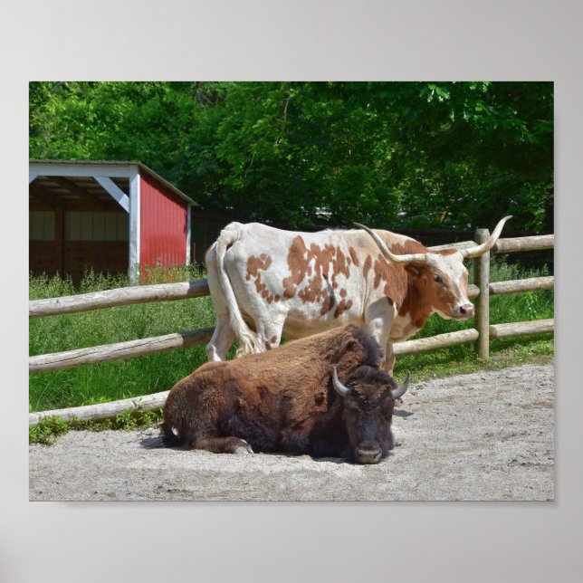 Affiche Texas Longhorn et American Bison (Devant)