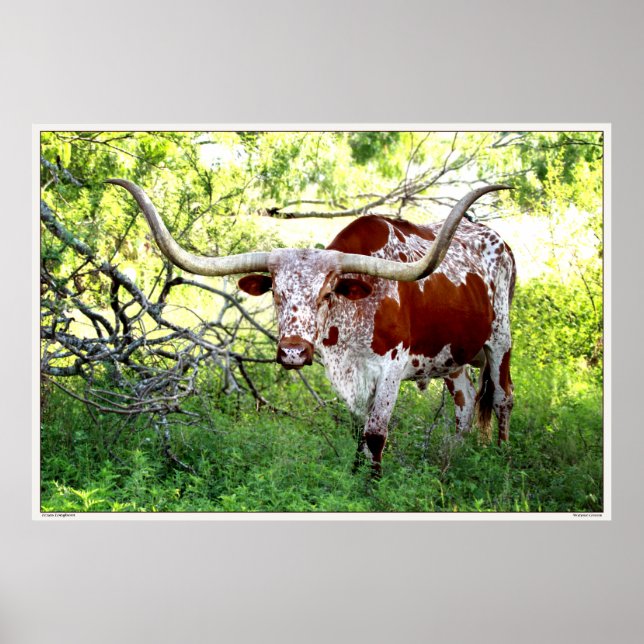 Affiche Texas Longhorn Steer (Devant)