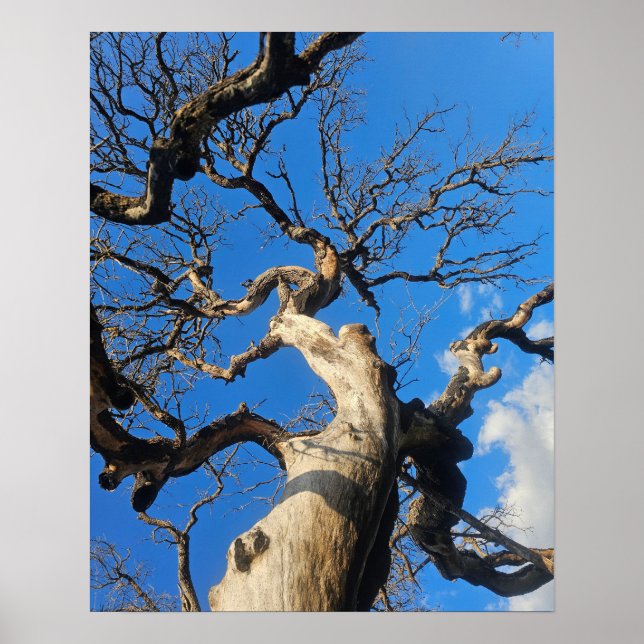 Affiche Texas Oak Scarred From Wildfire (Devant)