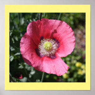 Affiche Texas Pink Skullcap Imprimer II