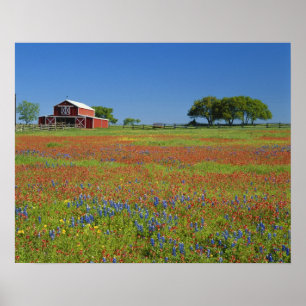 Affiche Texas, Texas Hill Country, Castilleja indivisa
