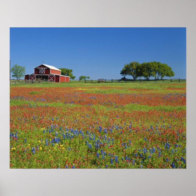 Affiche Texas, Texas Hill Country, Castilleja indivisa (Devant)