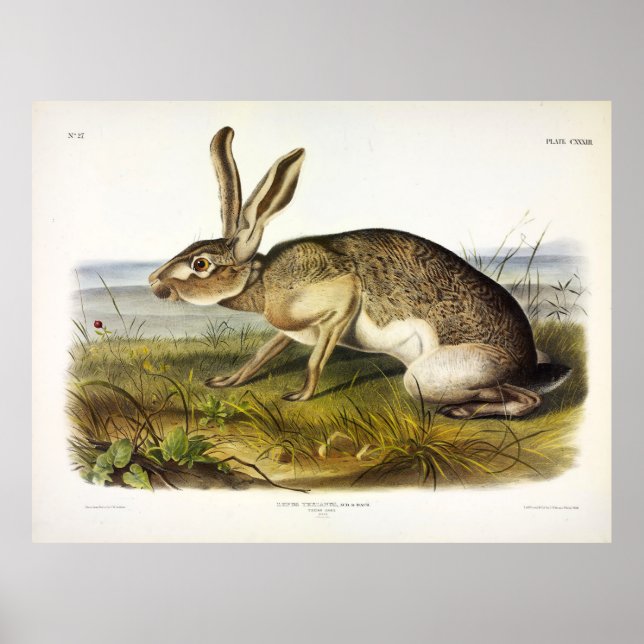 Affiche Texian Hare, Black-tailed Jack Rabbit by Audubon (Devant)