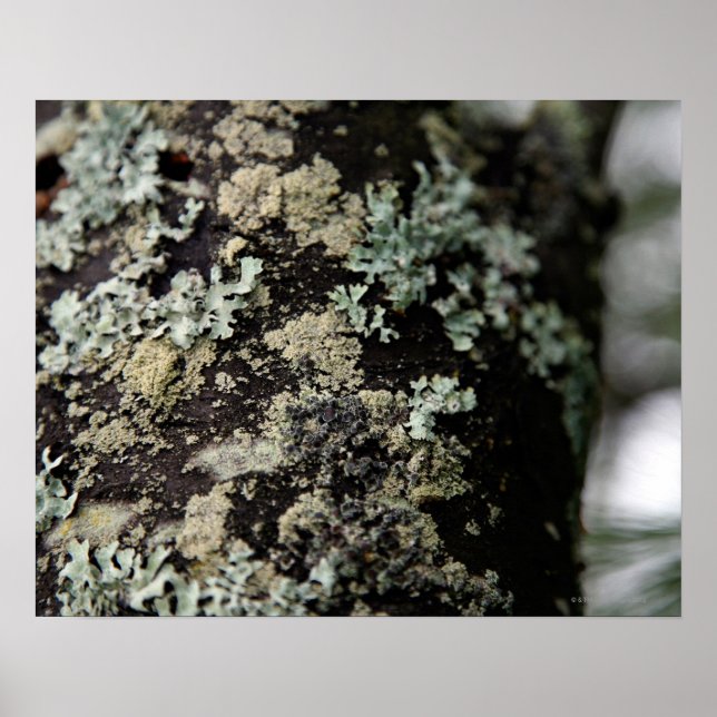 Affiche Texture and pattern of lichens on tree trunk (Devant)