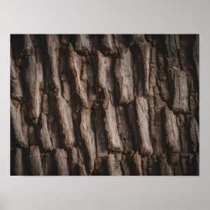 Affiche Texture d'écorce d'arbre naturel non traité
