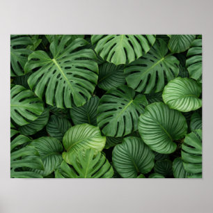 Affiche Texture des feuilles luxuriantes de Monstera
