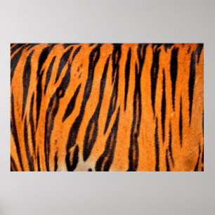 Affiche Texture d'impression de tigre