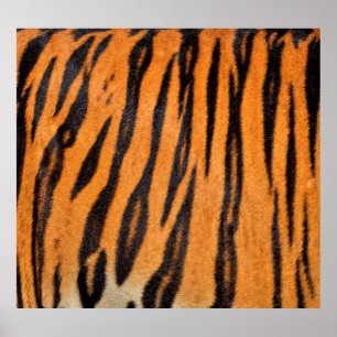 Affiche Texture réaliste de la peau du tigre.