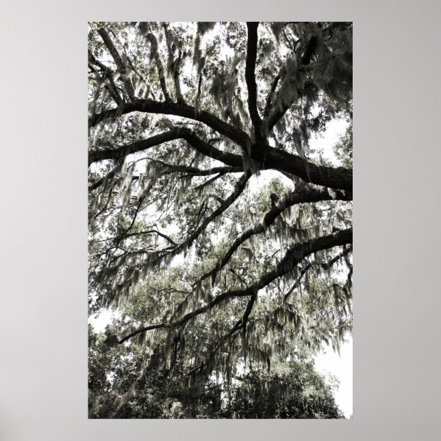 Affiche Textures Mossy 1 (Devant)