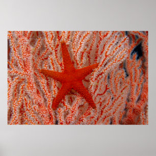 Affiche Thaïlande, étoile de mer aka starfish